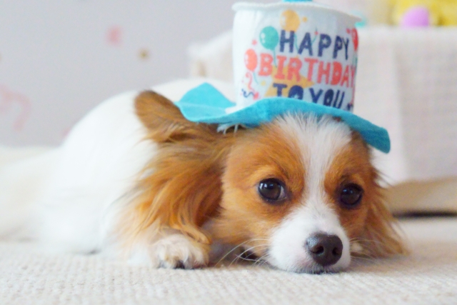 愛犬のお誕生日の画像