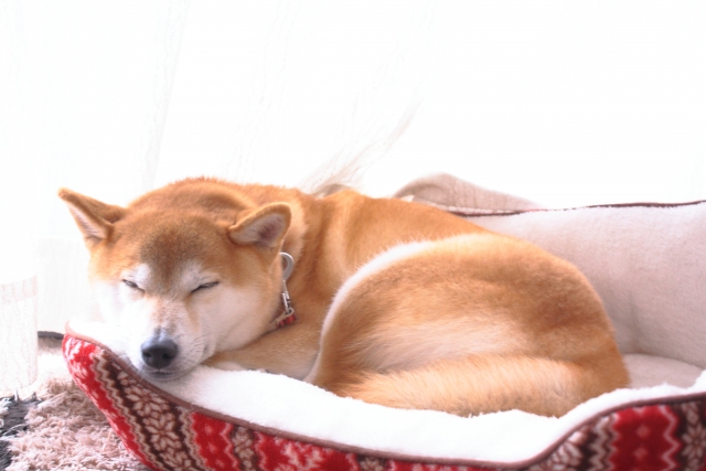 犬のベッドの画像