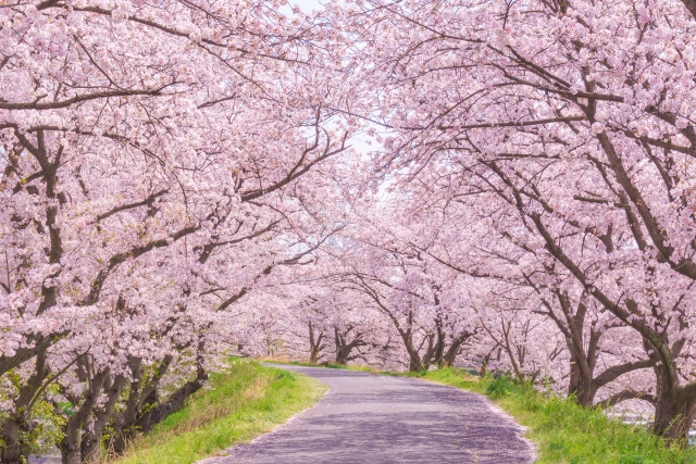 桜のイメージ画像2