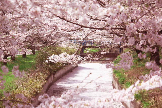 桜のイメージ画像３